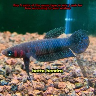 protect from extinction wild betta hendra pair