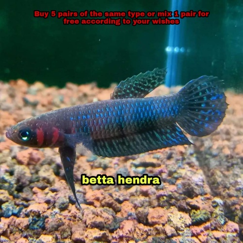 protect from extinction wild betta hendra pair