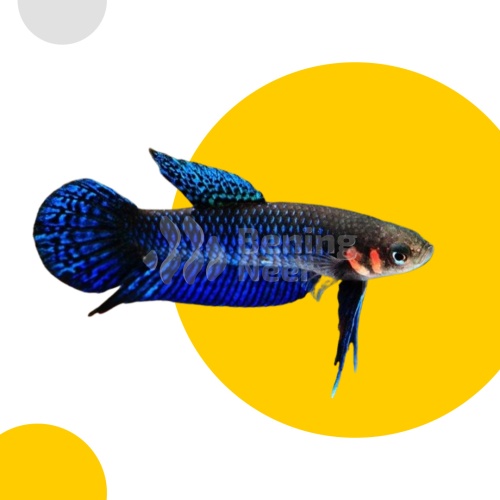 Betta Hendra Pair