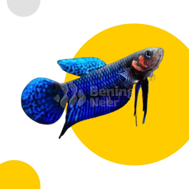 Betta Hendra Pair