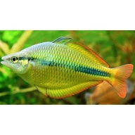 1 Breeding pair Melanotaenia herbertaxelrodi