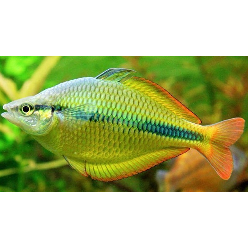 1 Breeding pair Melanotaenia herbertaxelrodi