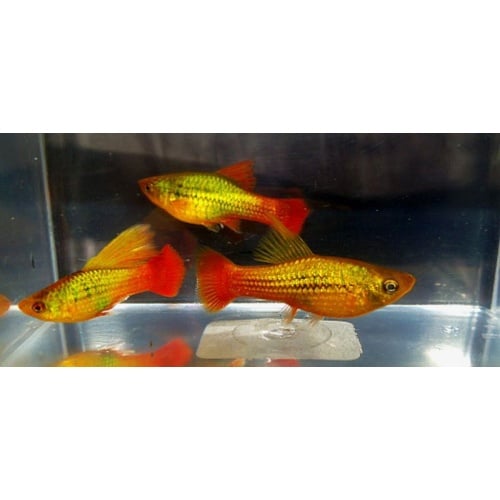 2 males 3 females high fin sunset variatus