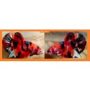HMPK ORANGE KOI!! #1 (Shipping Cost Included in Price)