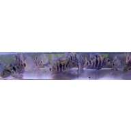 2 pr honduran red point cichlids