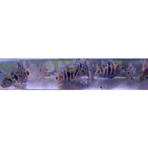 2 pr honduran red point cichlids