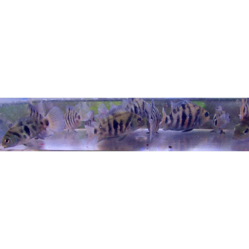 2 pr honduran red point cichlids