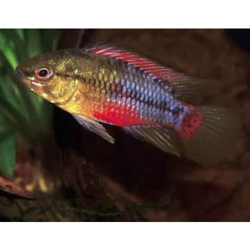 Young breeding pair apistogramma hongsloi