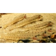 group of 4 horseface loaches