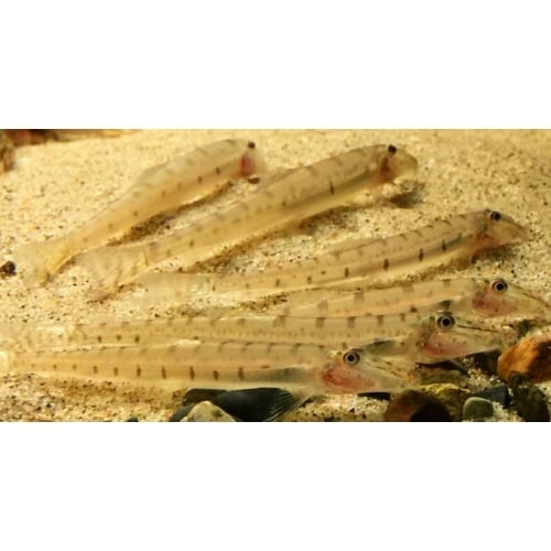 group of 4 horseface loaches