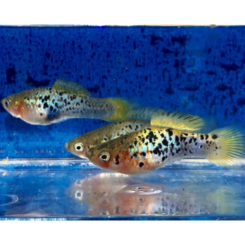 X. variatus huextetitla