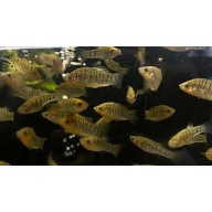 breeding  pair humpback limia