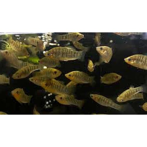 breeding  pair humpback limia