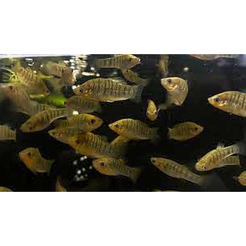 breeding  pair humpback limia
