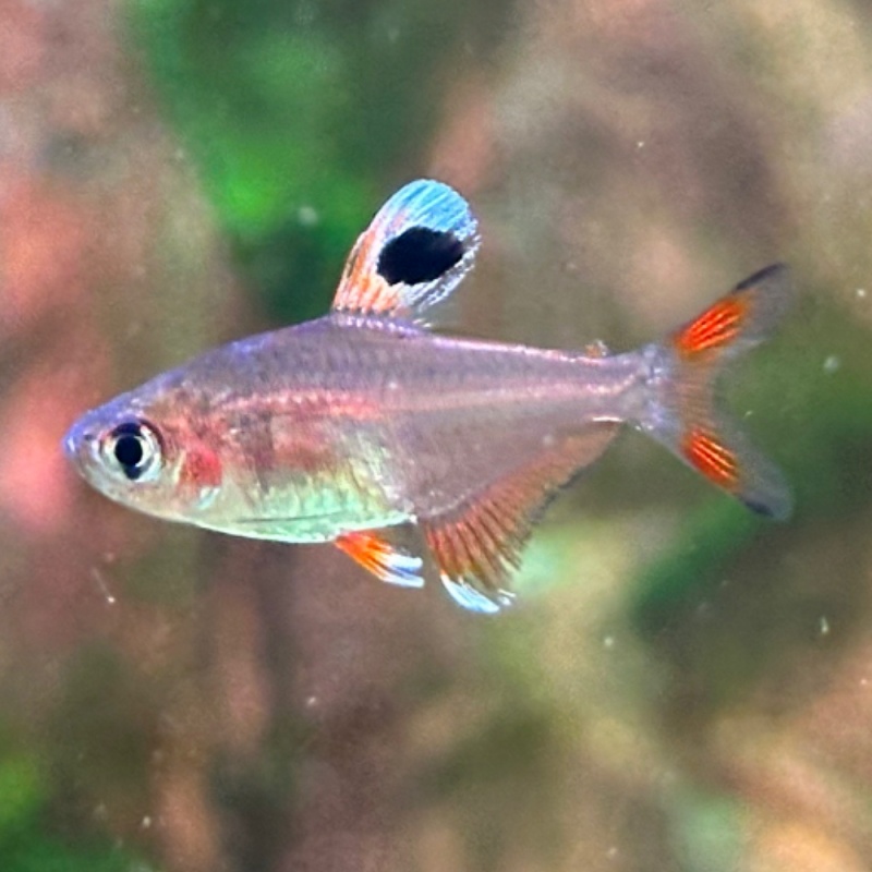6 hy-500 tetras