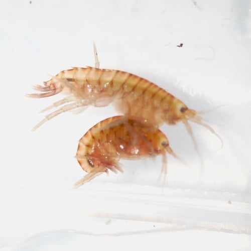 Hyalella azteca (Scuds) 10+PCS (EU/UK)