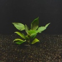 12 hygro compact