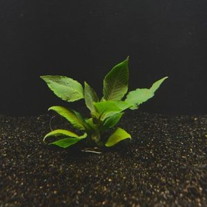 12 hygro compact