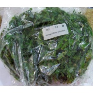 12 bunches, 36 plus stems of Hygro Pinna