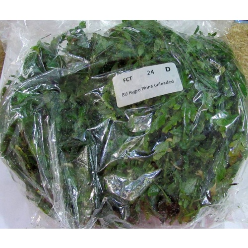 12 bunches, 36 plus stems of Hygro Pinna