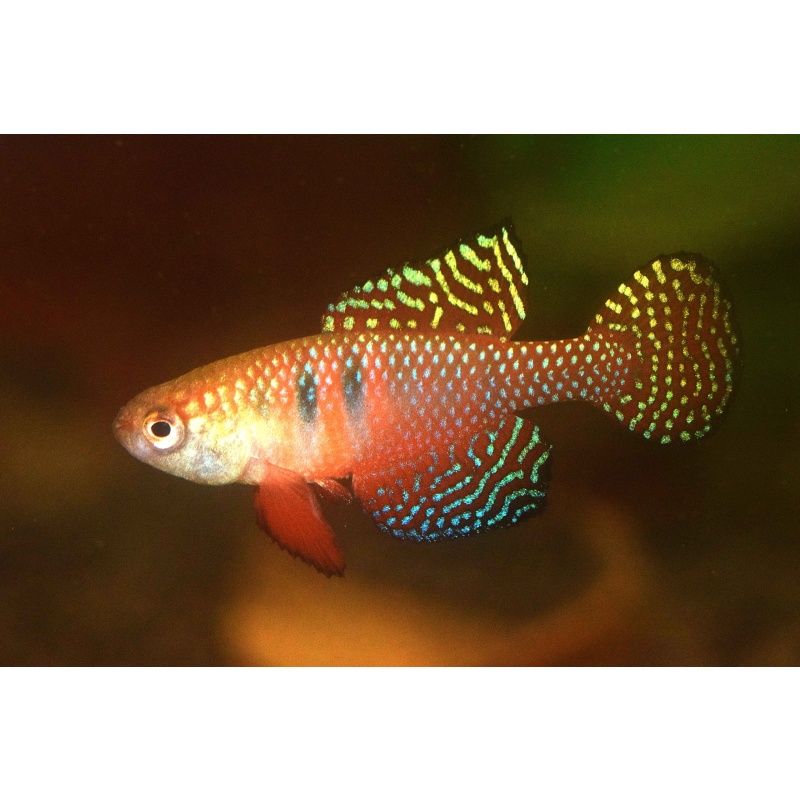 Hypsolebias picturatus 25+ handpicked eggs