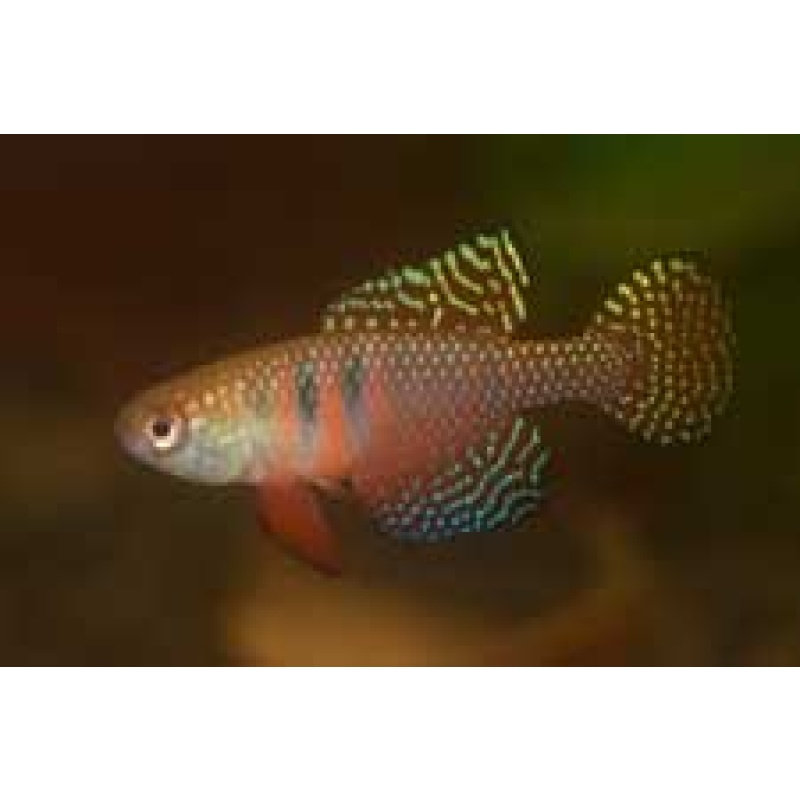 Hypsolebias picturatus, 30+ handpicked eggs