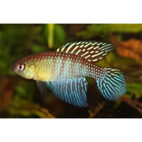Hypsolebias shibattai, 30 + handpicked eggs