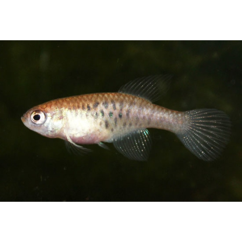 Hypsolebias shibattai, 30 + handpicked eggs