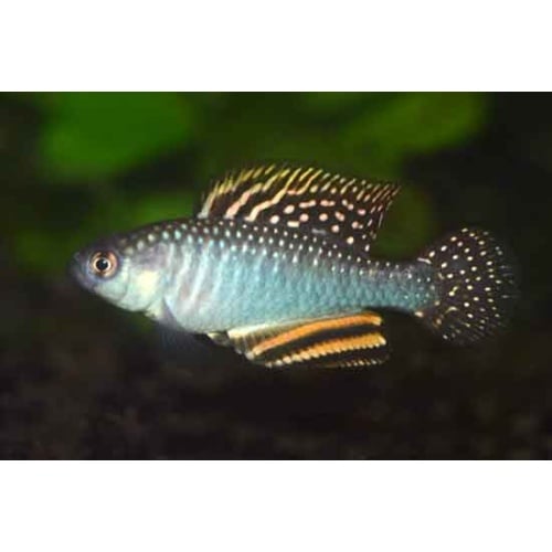 Hypsolebias trifasciatus - Santa Rita de Cassia, BR 2014-02 - 30+ handpicked eggs.
