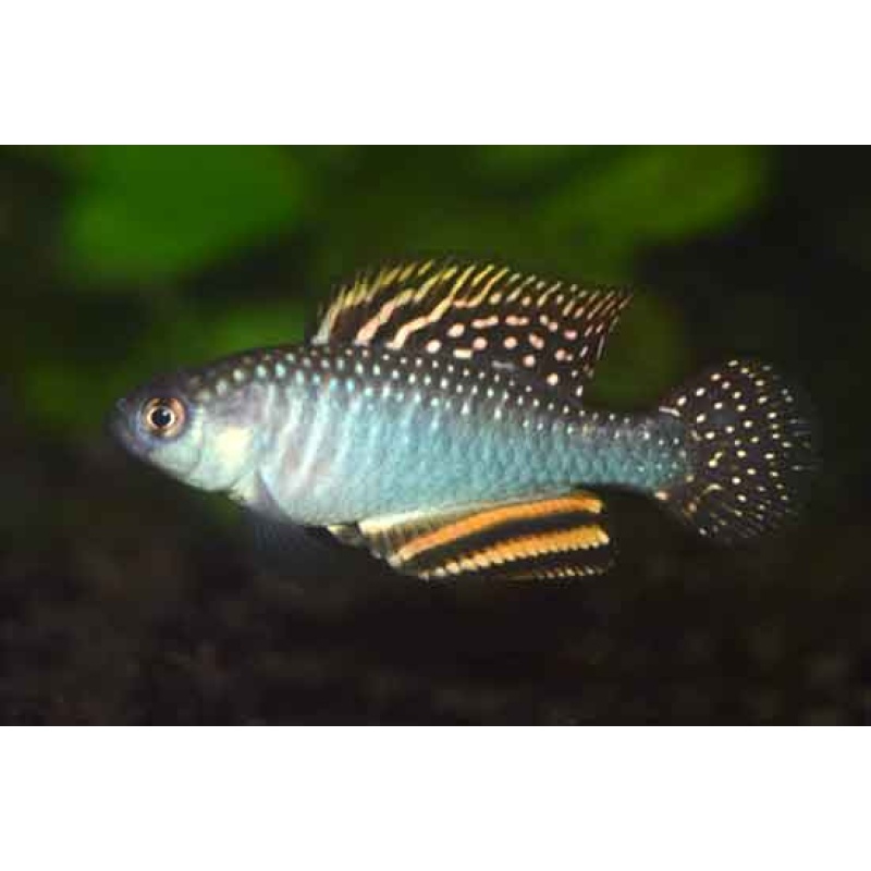 Hypsolebias trifasciatus - Santa Rita de Cassia, BR 2014-02 - 30+ handpicked eggs.
