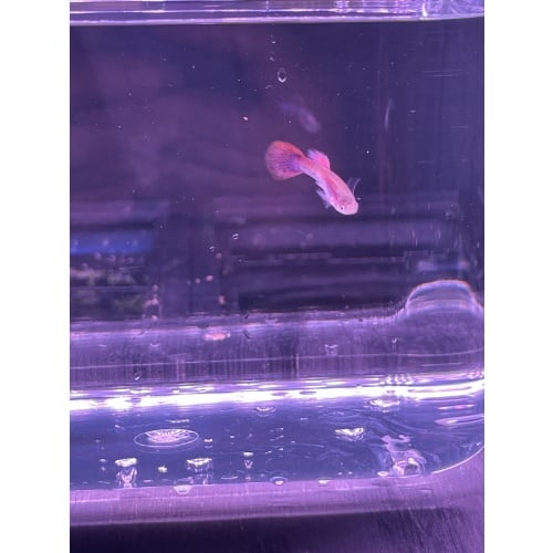 Magenta Guppies