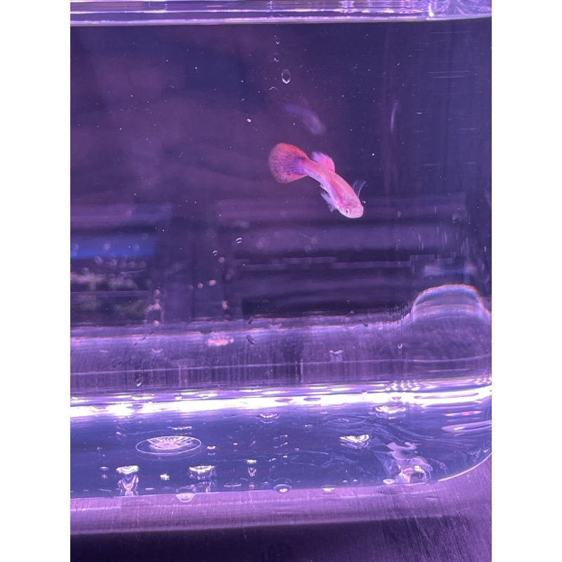 Magenta Guppies
