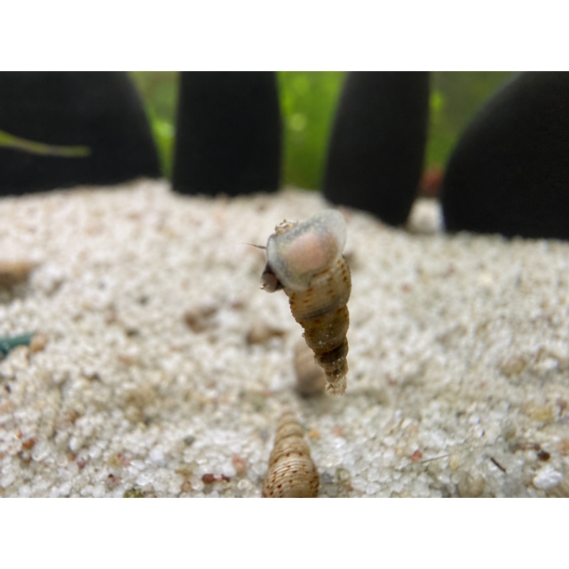 25+ Malaysian Trumpet Snails USA Aquarium Raised Freshwater Snails