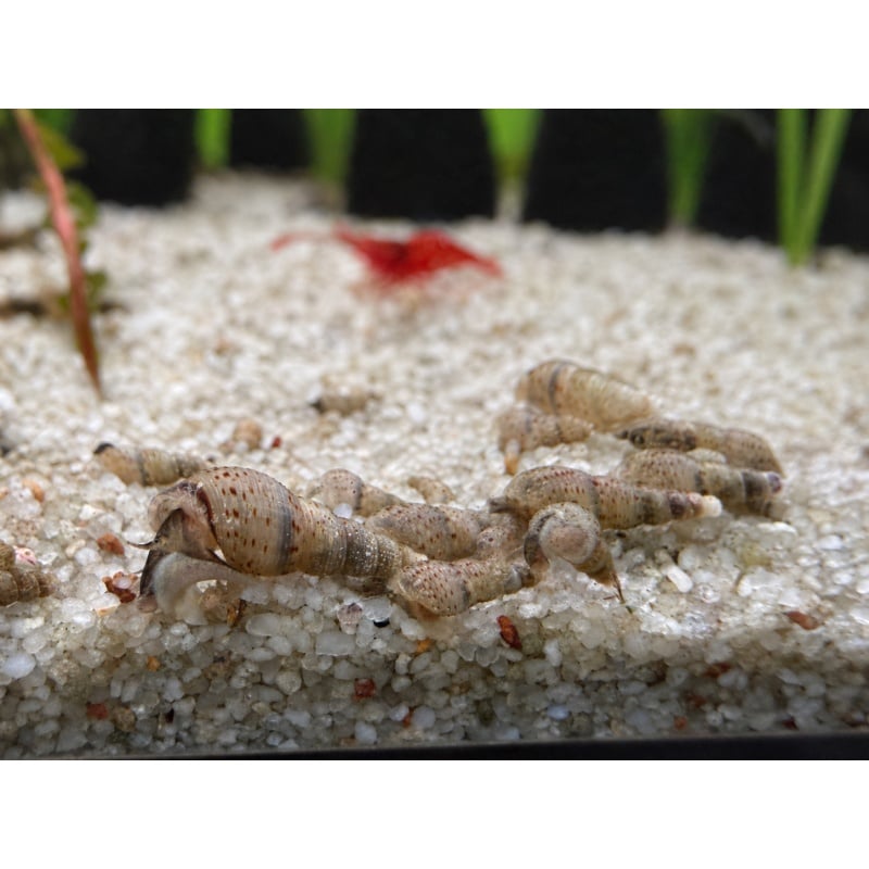 25+ Malaysian Trumpet Snails USA Aquarium Raised Freshwater Snails
