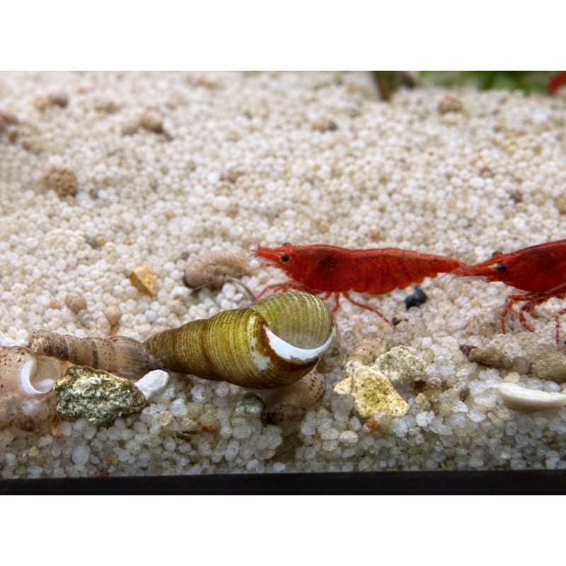 25+ Malaysian Trumpet Snails USA Aquarium Raised Freshwater Snails