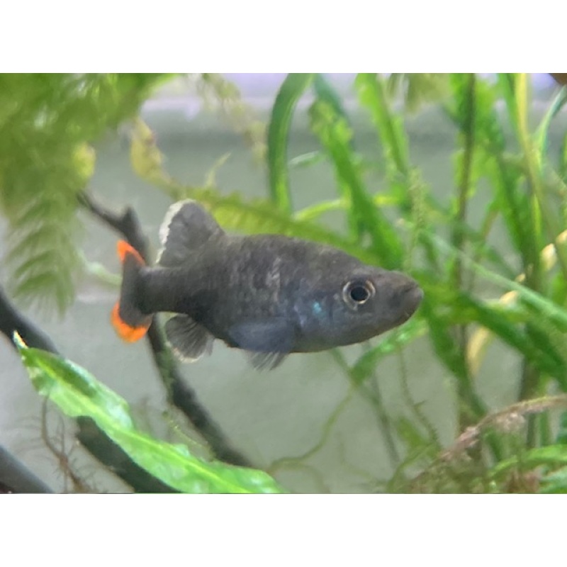Tequila Splitfin - Zoogoneticus tequila