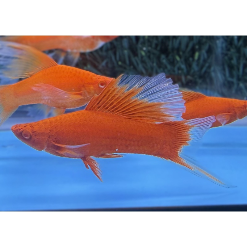 **RARE Albino Red Butterfly HiFin Lyretail Swordtails(2M2F)**