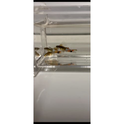 Campoma 31 Blue Snake Endlers 2 Trios