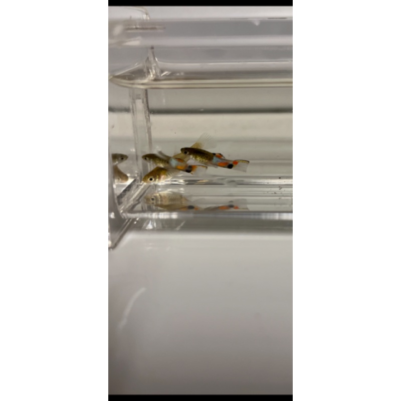 Campoma 31 Blue Snake Endlers 2 Trios