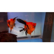 Proven Red Devil Angelfish Pair #4133