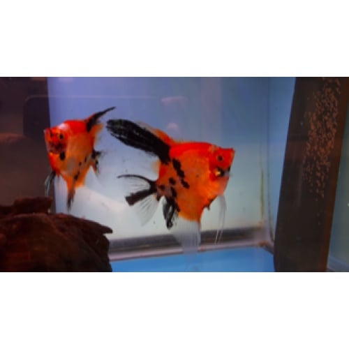 Proven Red Devil Angelfish Pair #4133