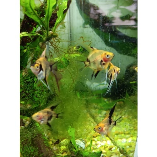 5 KOI Angels