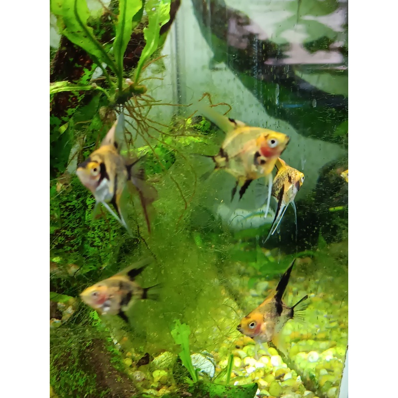 5 KOI Angels