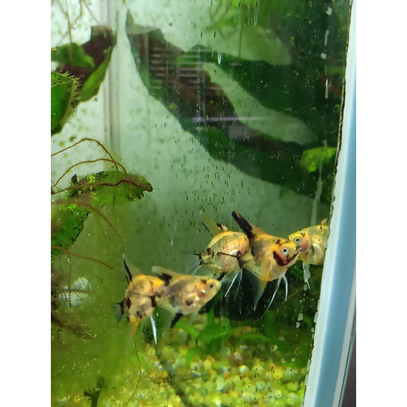 Koi Marbles