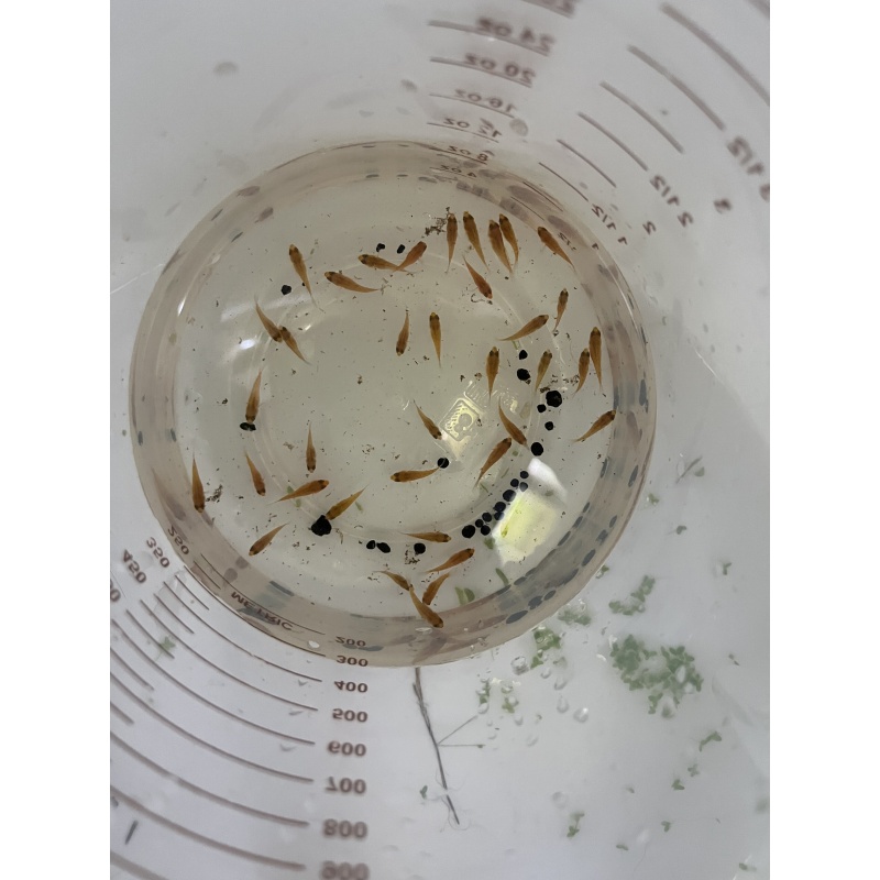 Apistogramma macmasteri “gold” live aquarium fish 1-1.5”