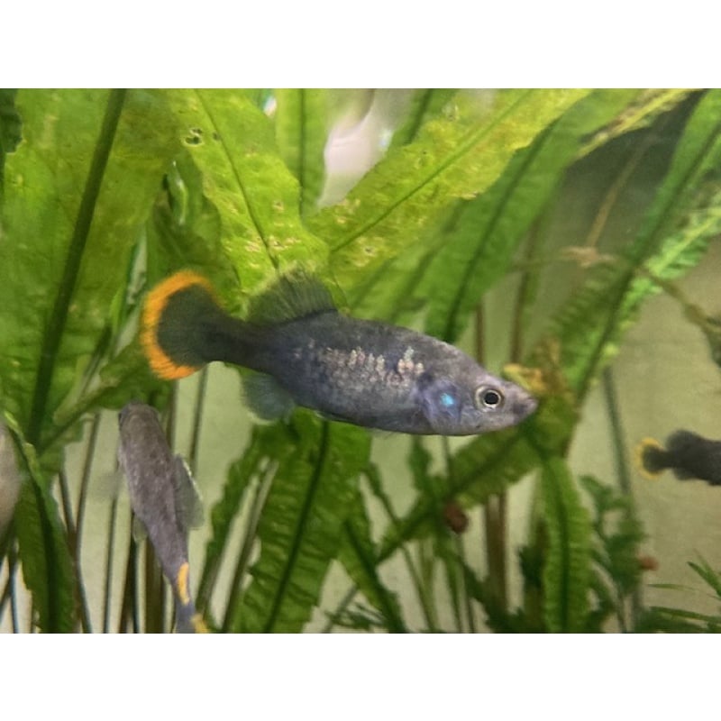 Tequila Splitfin - Zoogoneticus tequila