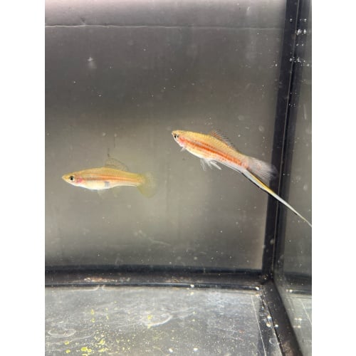 Xiphophorus mayae pair