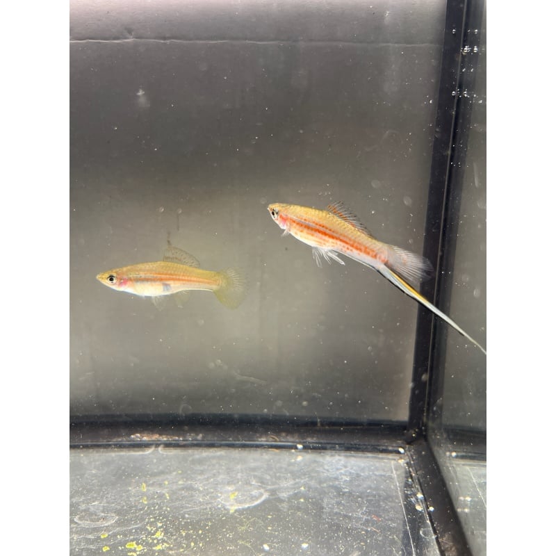 Xiphophorus mayae pair