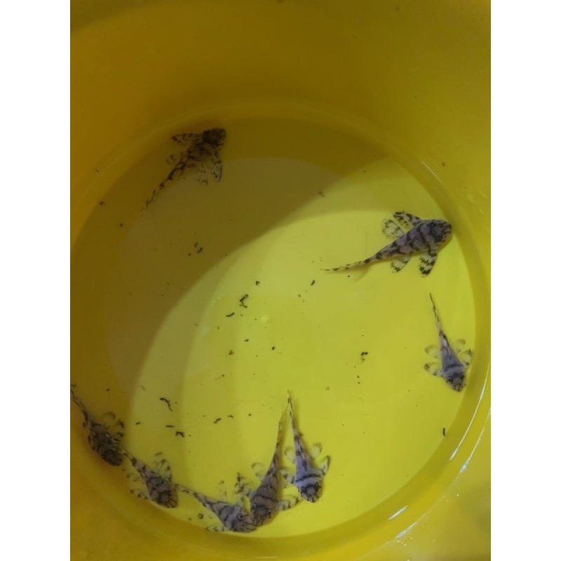 L236 SW juveniles