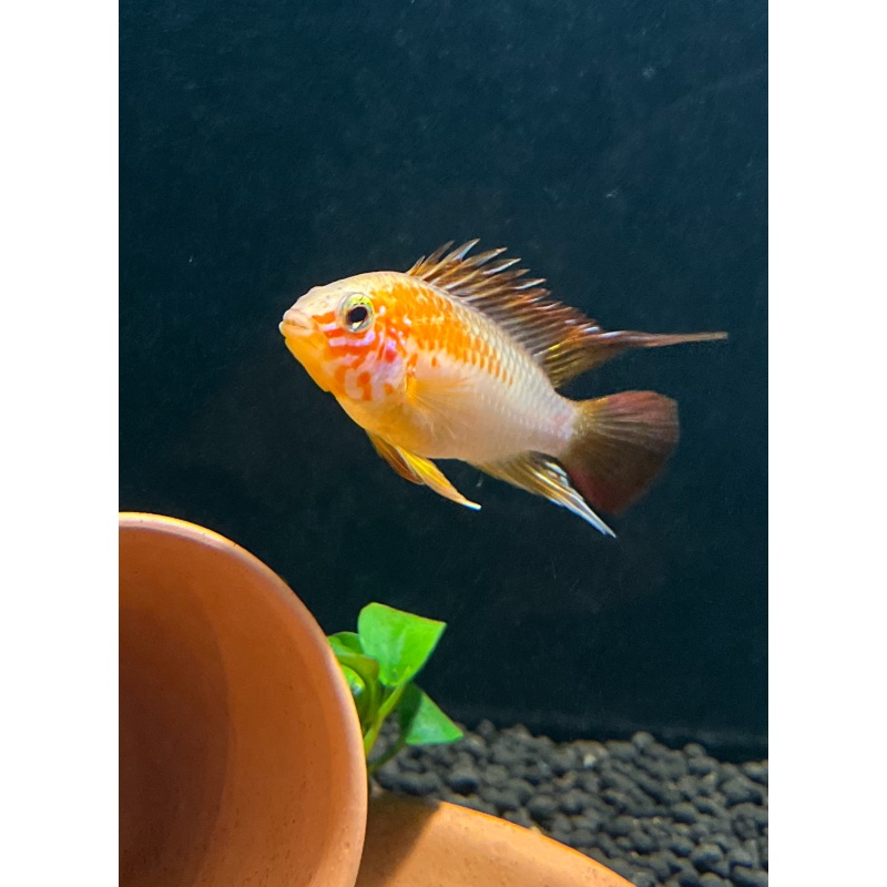 Apistogramma macmasteri “gold” live aquarium fish 1-1.5”
